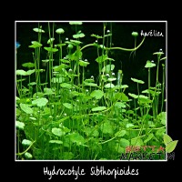 Hydrocotyle sibthorpioides 1Bağ Canlı Bitki