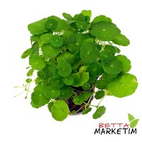 Hydrocotyle verticillata 1Bağ Canlı Bitki