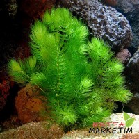 Ceratophyllum Demersum 1Bağ Canlı Bitki