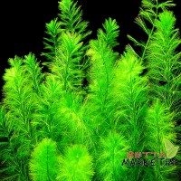 Myriophyllum Elatinoides 1 BAĞ Canlı Bitki