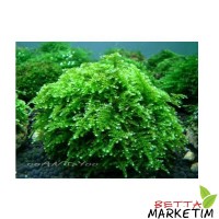 Anchor Moss 5x5 Yeni Tele Sarılmış