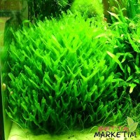 Monosolenium Tenerum Pelia Moss 5x5 Yeni Tele Sarılmış