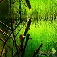 Stringy Moss 50cc Kapta Moss Bitkisi