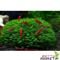 Fissidens Fontanus Moss 5x5 Tele Sarılı