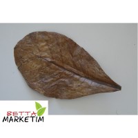 Catappa Yaprağı 10Lu Paket 8-12 cm arasında