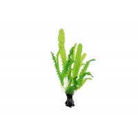 Aponogeton Longiplumulosus Soğan Bitki