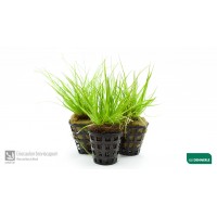 Dennerle Eriocaulon breviscapum  Saksı