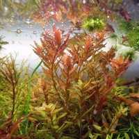 Dennerle Rotala spec. ´Coin Leaf Saksı