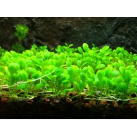 Gglossostigma Elatinoides 1 Bağ Zemin Bitkisi