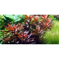 Ludwigia Peruensis 1 Bağ-Canlı Bitki