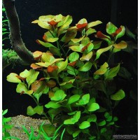 Ludwigia repens 1 Bağ Canlı Bitki