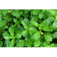 Ludwigia Ovalis 1 Bağ Canlı Bitki