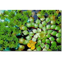Nymphaea Trapa Natans Su Üstü Bitkisi 20-25cm Çapında