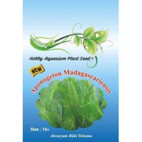 Aponogeton Madagascariensis Akvaryum Bitki Tohumu 15 Adet