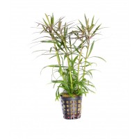 Dennerle Pogostemon stellatus spec. Saksı
