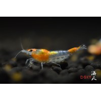 Orange Rili Karides 5 Adet