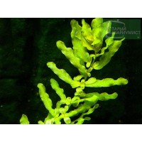 Ludwigia iİnclinata Green  1 Bağ Canlı Bitki
