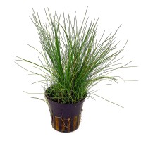 Eleocharis parvula Mini Saksı -Zemin Bitkisi