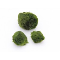 Yosun Topu Moss Ball 2-4 cm Adet