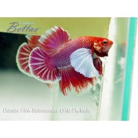 Dumbo Halfmoon Plakat Betta Erkek
