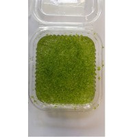 Su Mercimeği-Lemna Minor-Su Üstü Bitkisi 10x10cm