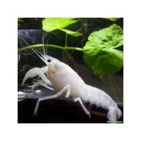 Beyaz Amerika  Kereviti 1 Adet (Procambarus Clarkii White)