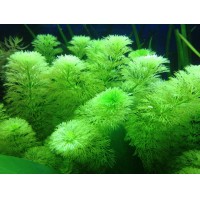 Limnophila Sessiliflora 1 Bağ Kök Canlı Bitki