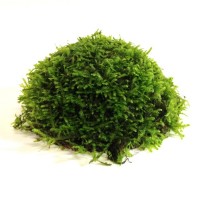 Java Moss & Coconut Bağlı 15cm Çapında