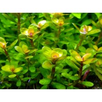 Rotala İndica (Bonsai) 1 XL Saksı / Nadir Özel Tür Bitki