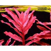 Ammania Gracilis 1BAĞ CANLI BİTKİ
