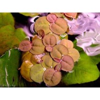 Salvinia phyllanthus fluitan Red - Su Üstü Bitkisi
