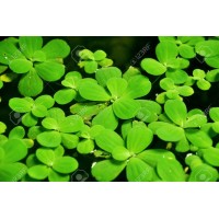Pistia Stratiotes - Su Üstü Bitkisi