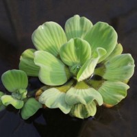 Pistia Stratiotes DEV - Su Üstü Bitkisi