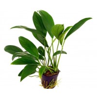 Anubias Lanceolata 15-20 cm -CANLI BİTKİ