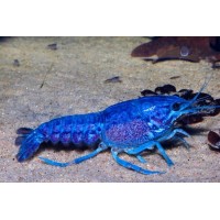 Mavi Amerika  Kereviti 1 Adet (Procambarus Clarkii White)