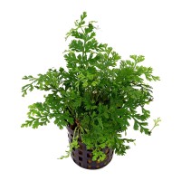 Bolbitis Heteroclita Difformis Saksı *Canl Bitki