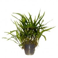 Microsorum Pteropus Narrow Saksı (Java Fern Türü)