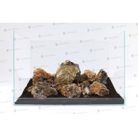 Fossilised Wood 5 Kg Tasarım Kayası