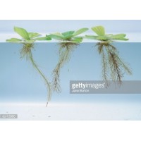 Pistia Stratiotes - Su Üstü Bitkisi 5 Adet