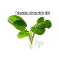 Echinodorus Horizontalis mini1 Kök - Orta Plan Bitkisi