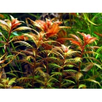 Proserpinaca Palustris 1 Bağ - Orta Plan Bitkisi
