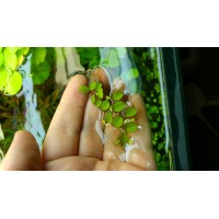 Salvinia Natans 10 Kök - Su Üstü Bitkisi