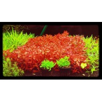 Ludwigia inclinata 1 Bağ Canlı Bitki