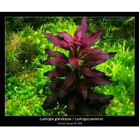 Ludwigia Glandulosa 1 Bağ Canlı Bitki