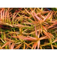Ludwigia brevipes  1 Bağ Canlı Bitki