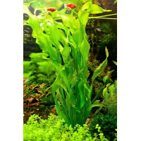 Ottelia ulvifolia  1 Kök Canlı Bitki