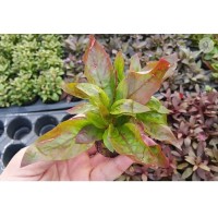 Alternanthera red broad leaf Saksı Canlı Bitki