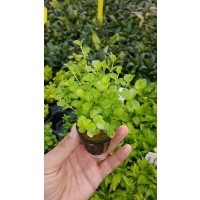 Lysimachia nummularia 'green SAKSI Canlı Bitki