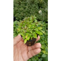Hygrophila Polysperma SAKSI Canlı Bitki