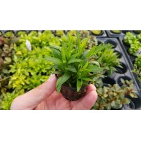 Hygrophila salicifolia narrow leaf SAKSI Canlı Bitki